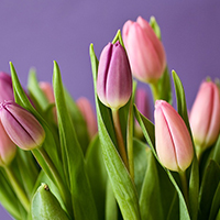 Tulips