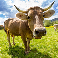 Cow3