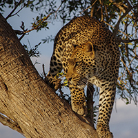 Leopard