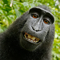 Monkey Selfie