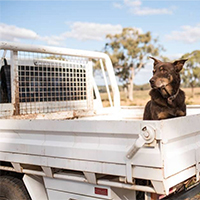 farm dog ute